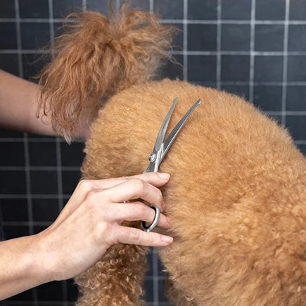 Card link background image for Dog Grooming Tools
