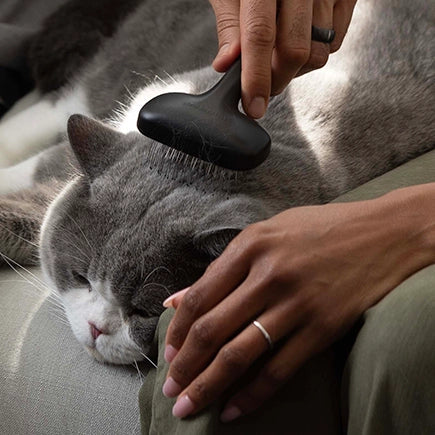 Card link background image for Cat Grooming Tools