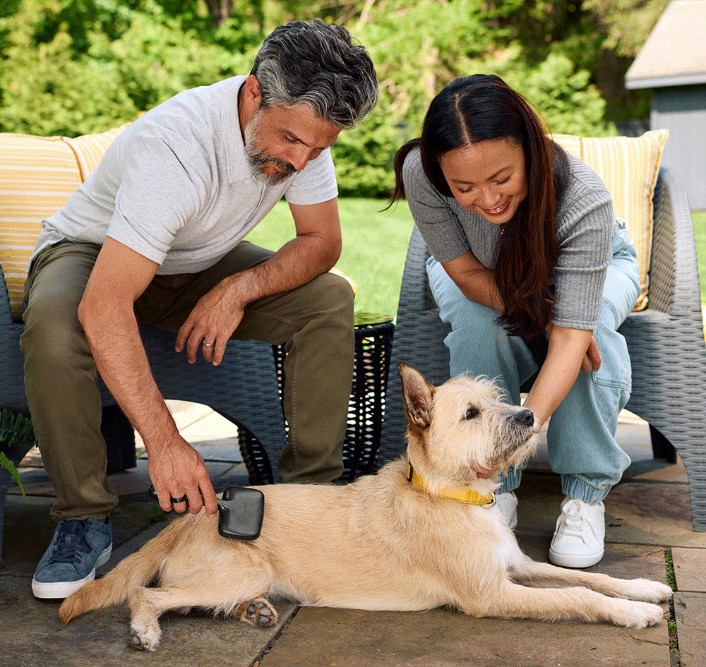 Male and female model grooming with slicker brush and playing with dogs
