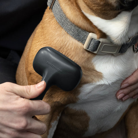 Modèle de chien à poil court brossant avec une petite brosse Slicker à Pointe Épaisse