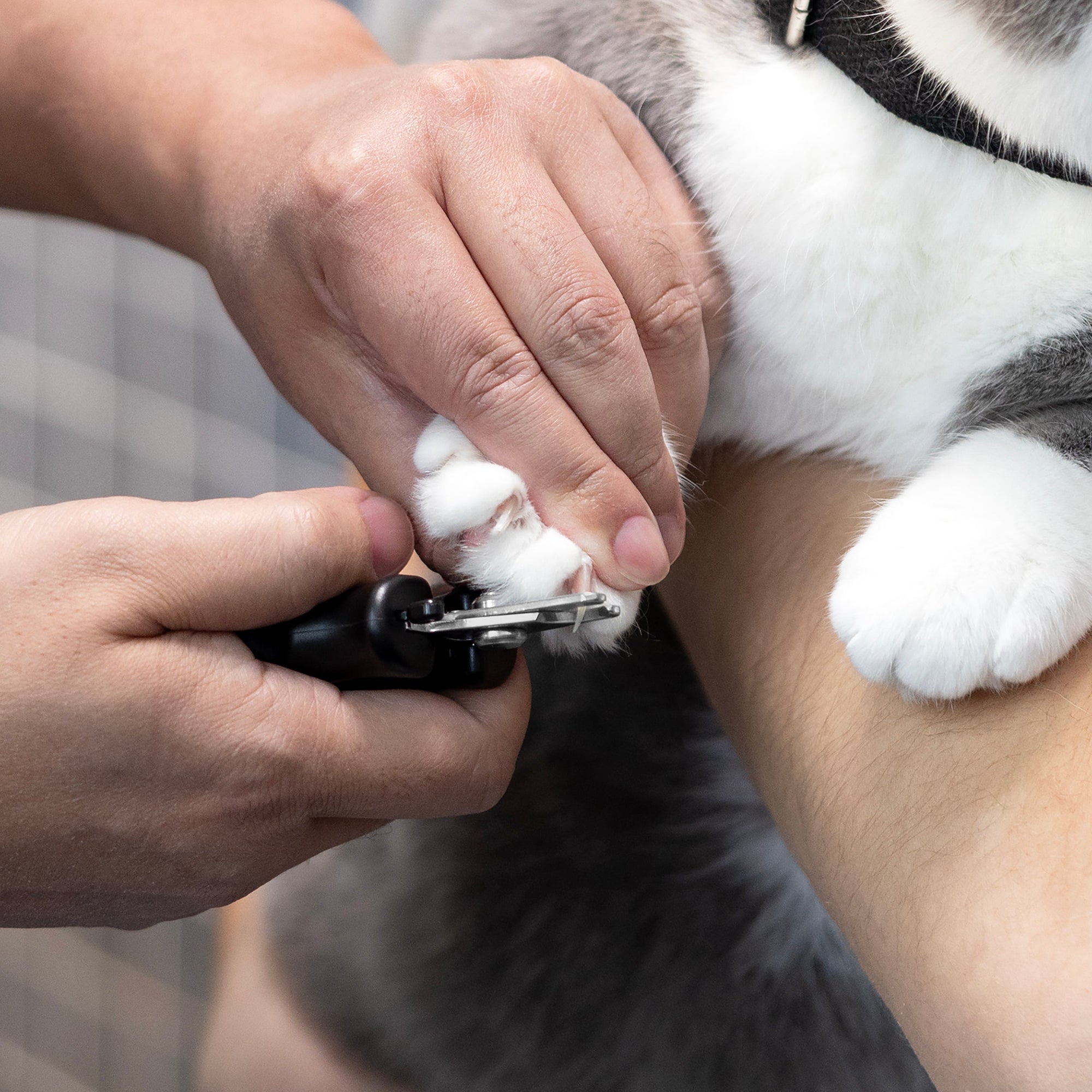 Le mannequin tenant une patte de chat d’une main et de l’autre main, il coupe une griffe avec le coupe-ongles Small Pet Precision Nail Clipper