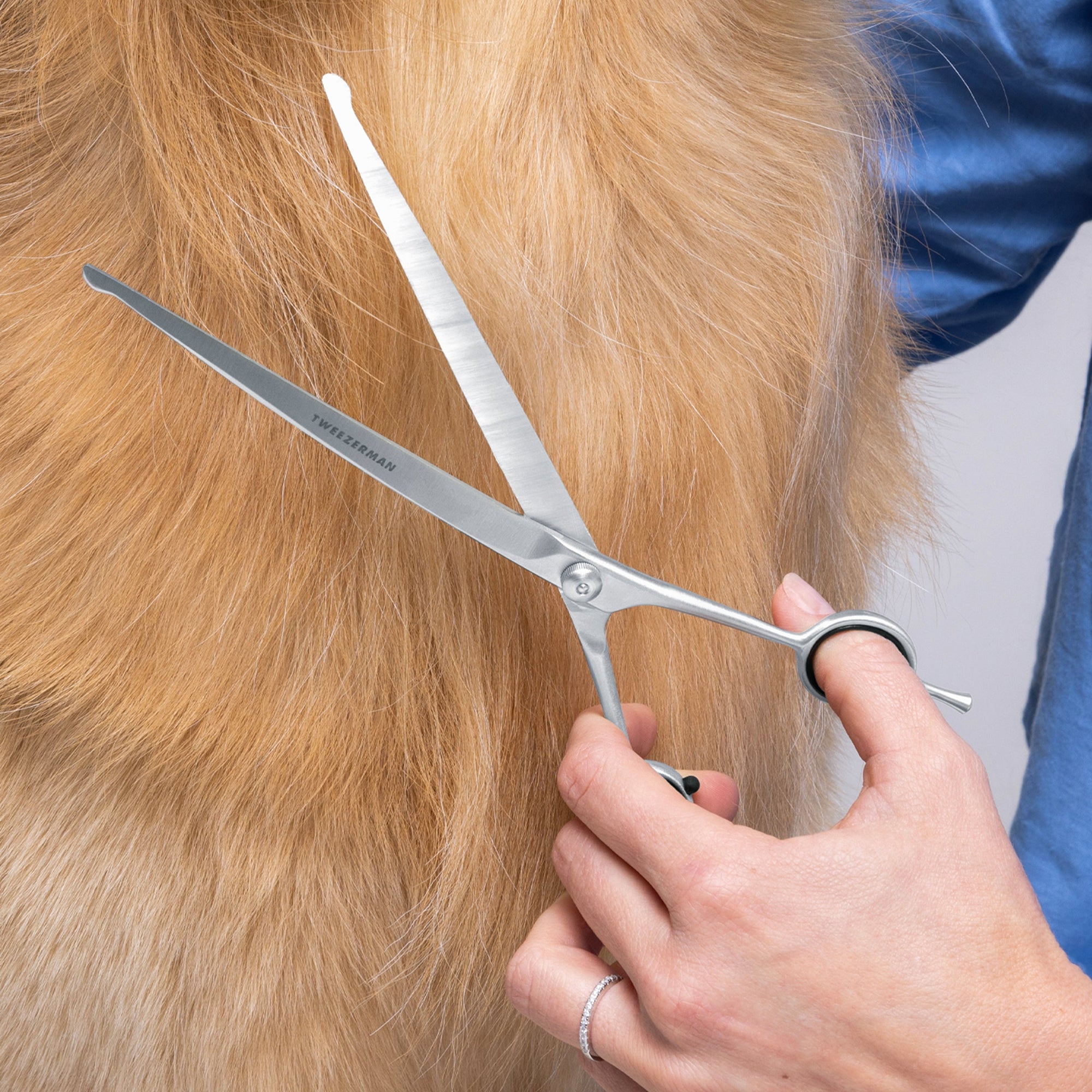Le modèle utilise des ciseaux de toilettage courbes de 9 pouces pour couper le poil sur la poitrine du chien