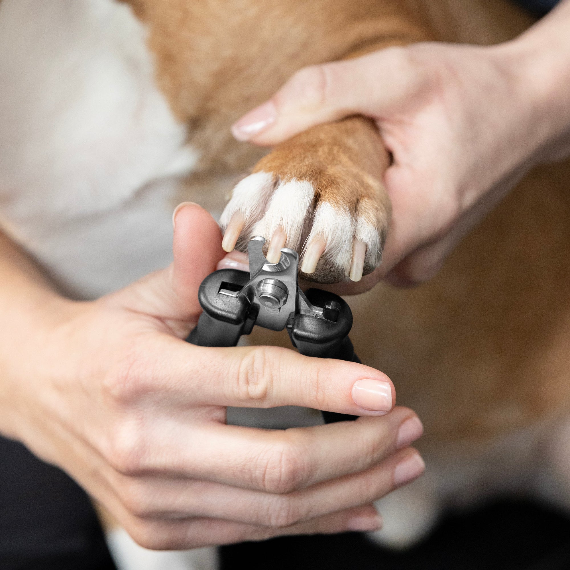 Le mannequin tenant une patte de chien d’une main et l’autre main coupe la griffe avec Small Pet Precision Nail Clipper