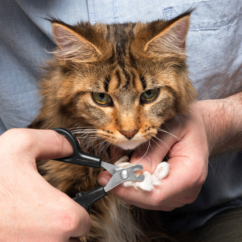 Male model cutting cat's nails with Extra Small Precision Nail Clipper