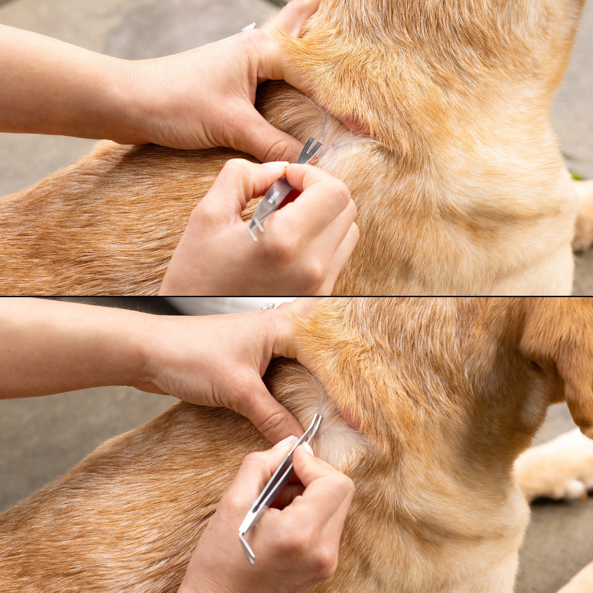 Model using Pet Tick Removal Kit to extract out of Dog's hair
