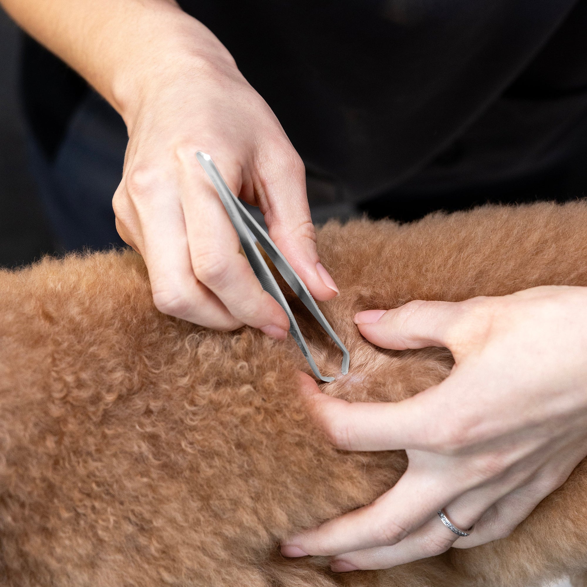 Le modèle utilise une main pour séparer les poils du chien et exposer la peau, tandis que l’autre main utilise une pince anti-tiques