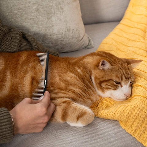 Chat allongé sur un canapé et modèle peignant le dos du chat avec un peigne démêlant double face.