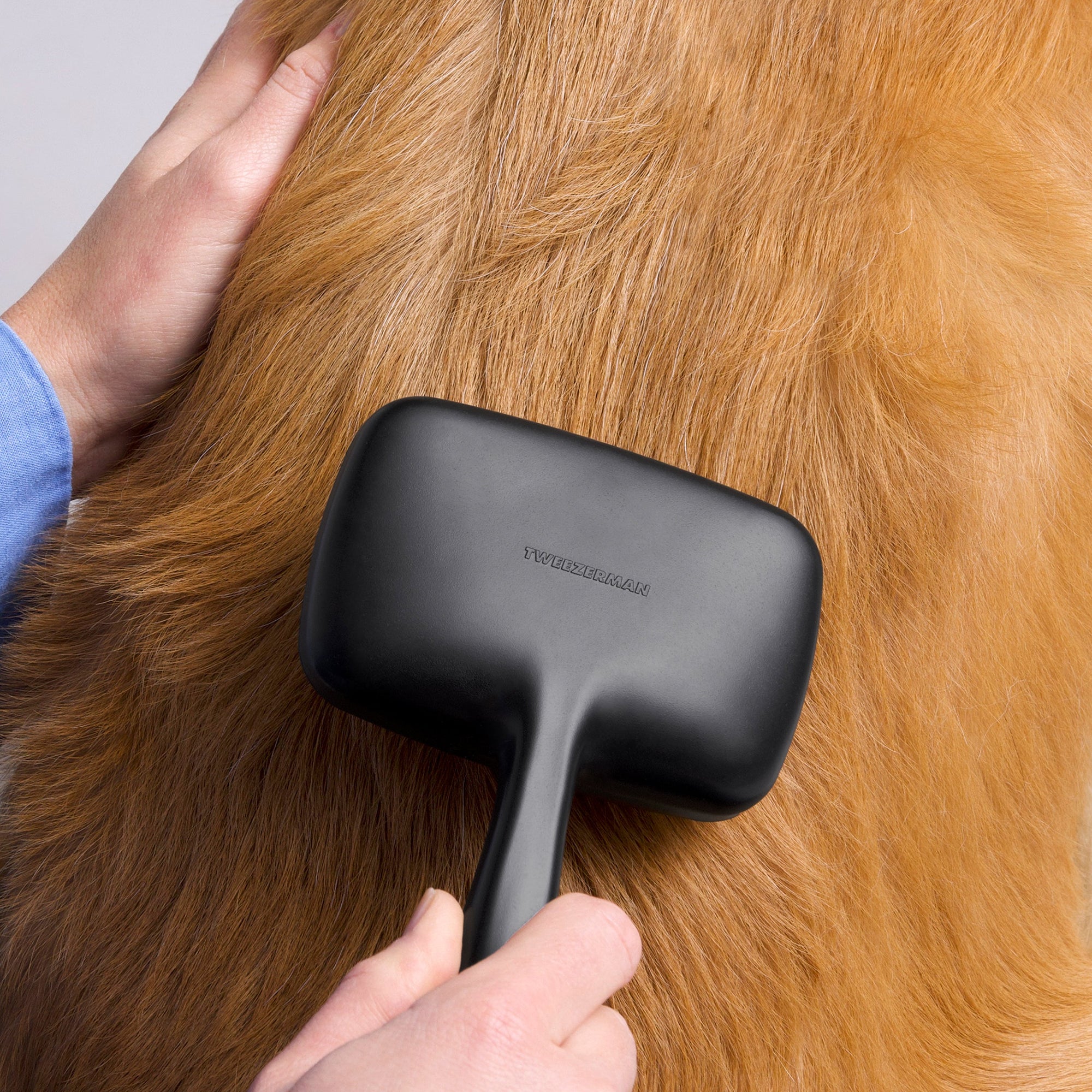 Modèle de chien Golden Retriever brossant avec une brosse Slicker à grosse pointe à poil