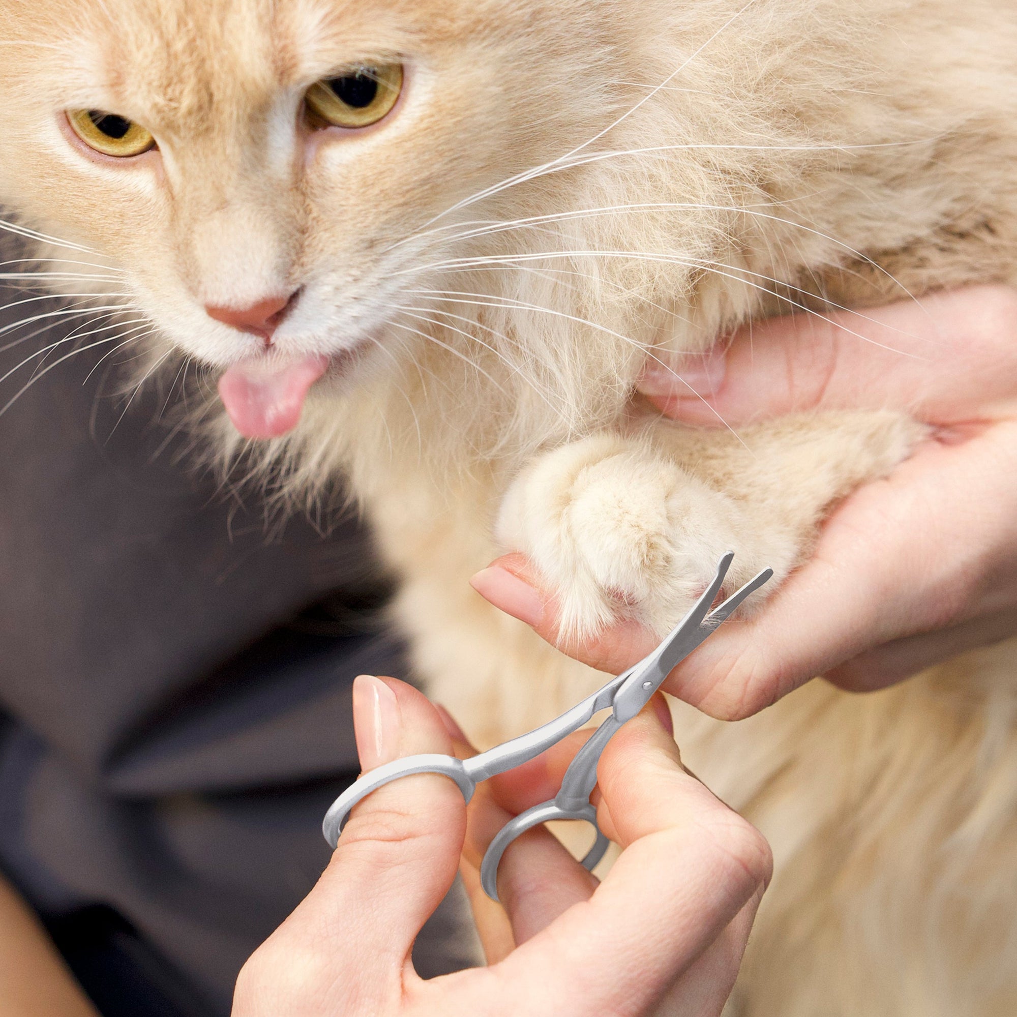 Modéliser en utilisant des ciseaux pour tailler les poils autour de la patte de chat